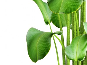 plants banana 3D Model