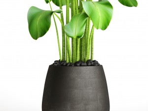 plants banana 3D Model