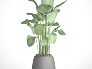 plants banana 3D Model