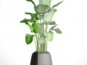 plants banana 3D Model
