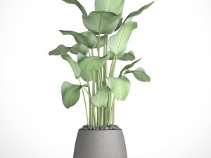 plants banana 3D Model