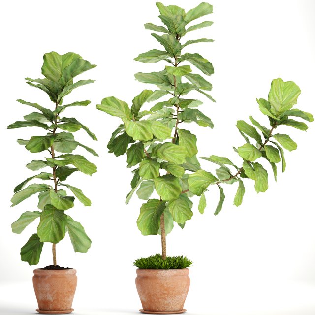 ficus lyrata trees 3D Модель .c4d .max .obj .3ds .fbx .stl .blend 