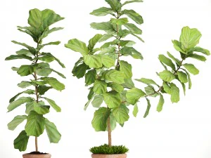 ficus lyrata trees 3D Model