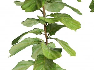 ficus lyrata trees 3D Model