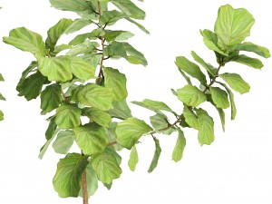 ficus lyrata trees 3D Модель
