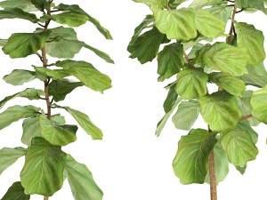 ficus lyrata trees 3D Модель