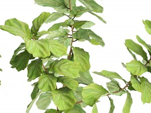 ficus lyrata trees 3D Model