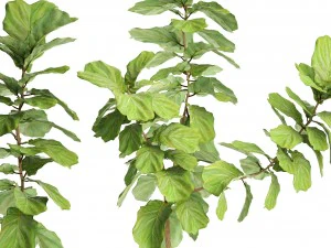 ficus lyrata trees 3D Model