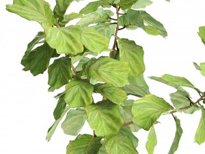ficus lyrata trees 3D Модель