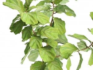 ficus lyrata trees 3D Model