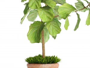 ficus lyrata trees 3D Model