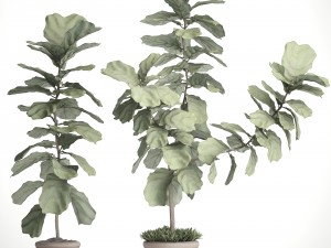 ficus lyrata trees 3D Модель