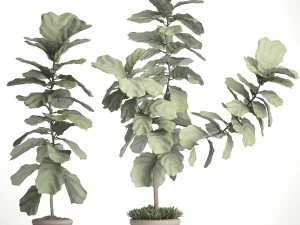ficus lyrata trees 3D Model