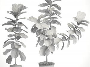 ficus lyrata trees 3D Модель