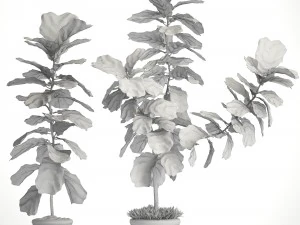 ficus lyrata trees 3D Model