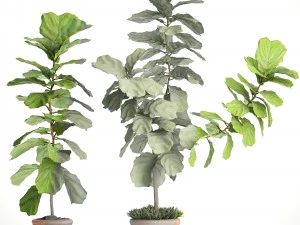 ficus lyrata trees 3D Model