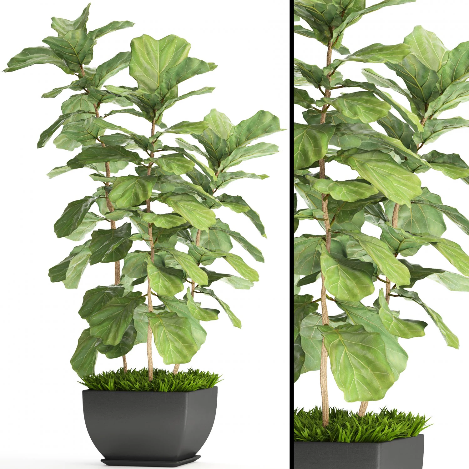 ficus lyrata trees 3D Model .c4d .max .obj .3ds .fbx .stl .blend 