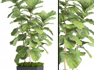 ficus lyrata trees 3D Model