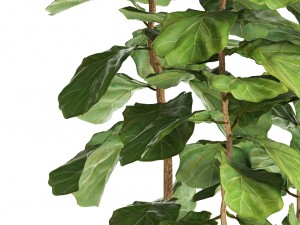 ficus lyrata trees Modelo 3D