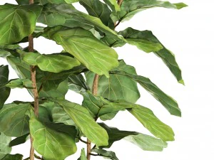 ficus lyrata trees 3D Model