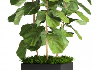 ficus lyrata trees 3D Model