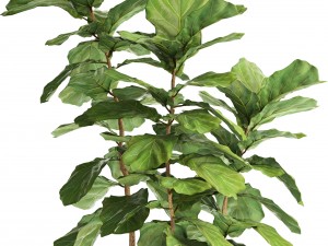 ficus lyrata trees Modelo 3D