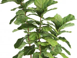 ficus lyrata trees 3D Model