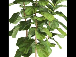 ficus lyrata trees 3D Model
