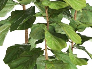 ficus lyrata trees Modelo 3D