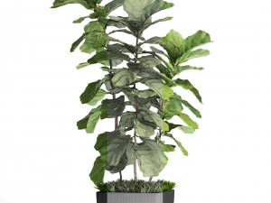 ficus lyrata trees 3D Model