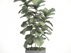 ficus lyrata trees Modelo 3D