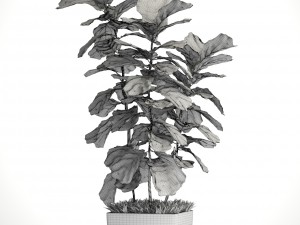 ficus lyrata trees Modelo 3D