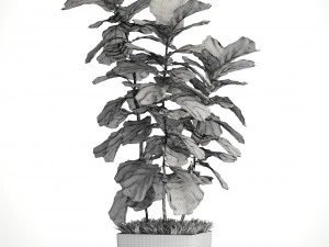 ficus lyrata trees 3D Model