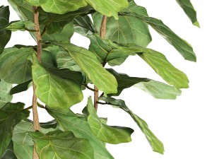 ficus lyrata trees Modelo 3D