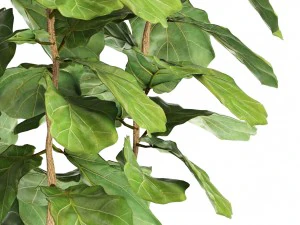 ficus lyrata trees 3D Model