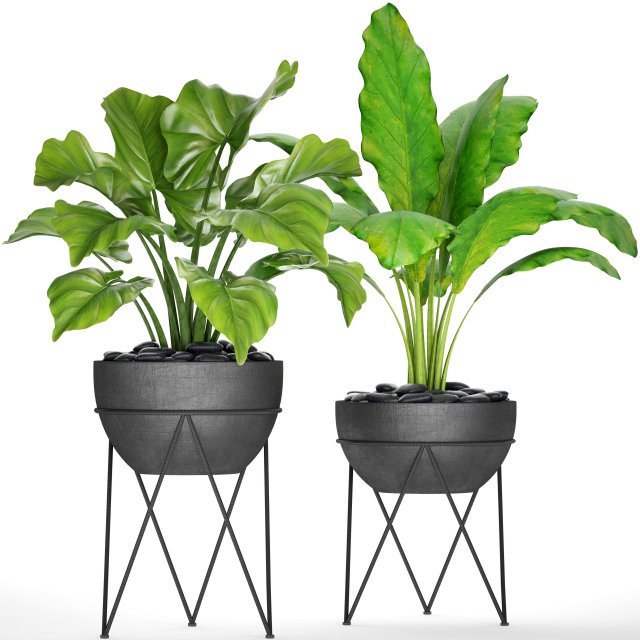 plants collection pot Model 3D .c4d .max .obj .3ds .fbx .stl .blend 