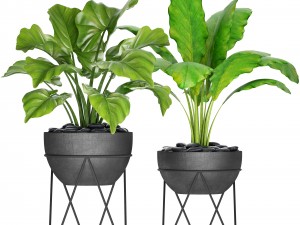 plants collection pot 3Dモデル