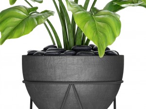 plants collection pot Model 3D