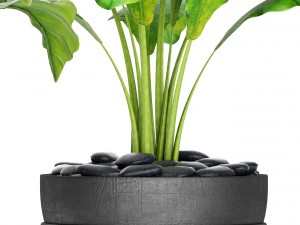 plants collection pot Model 3D