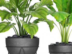 plants collection pot Model 3D