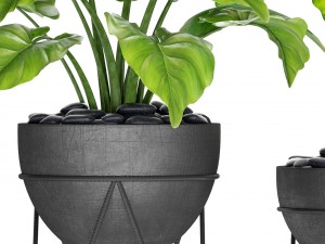 plants collection pot Model 3D