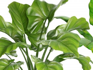 plants collection pot Model 3D