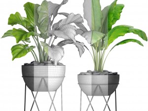 plants collection pot Model 3D
