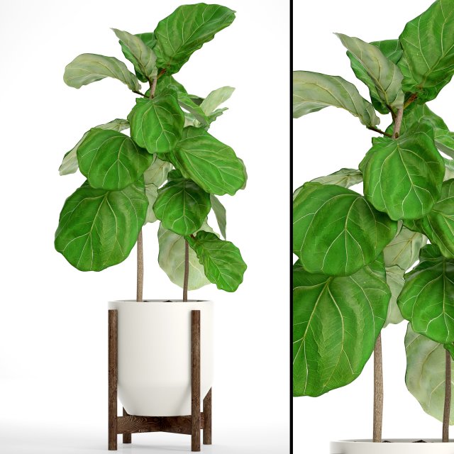ficus lyrata trees 3D मॉडल .c4d .max .obj .3ds .fbx .stl .blend 