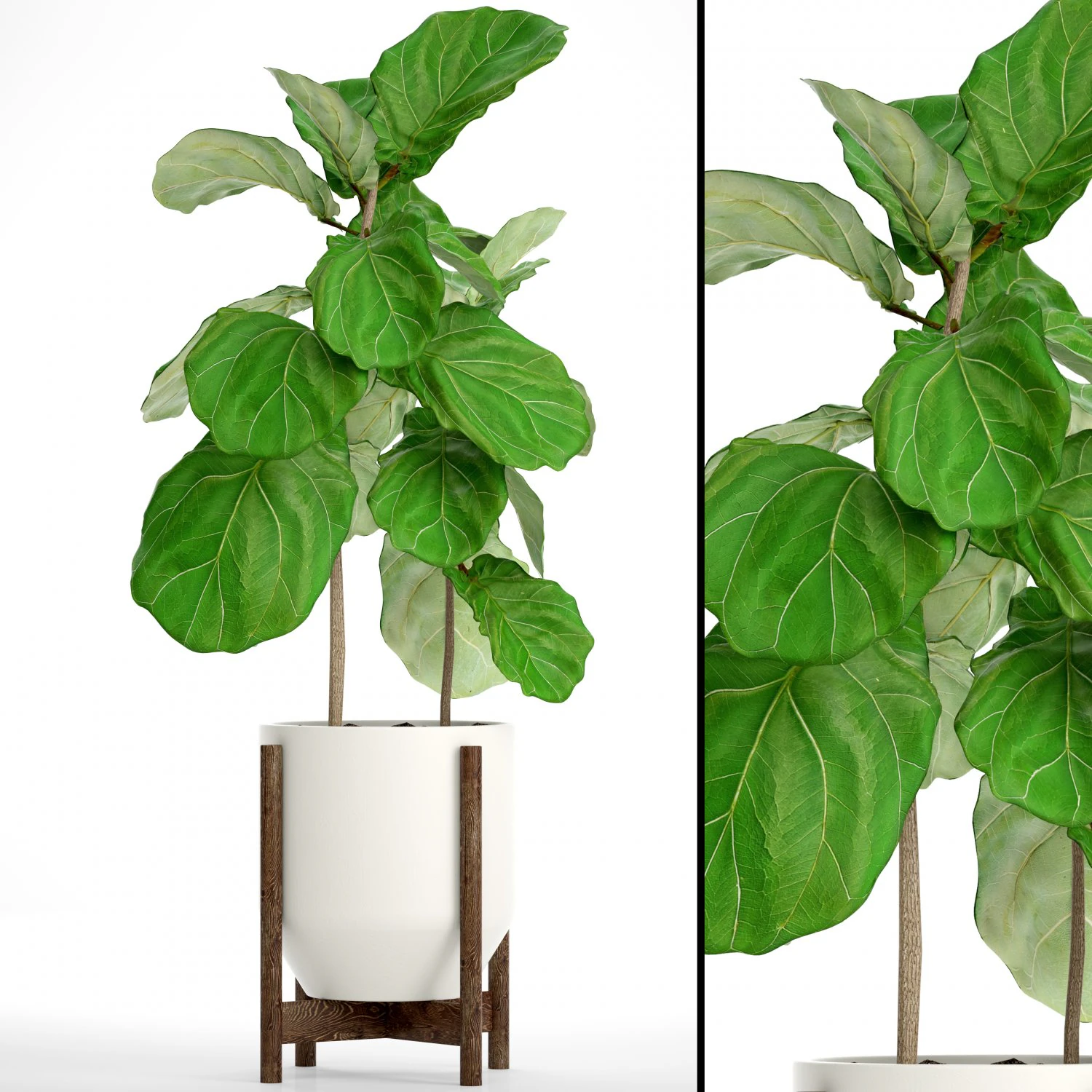 ficus lyrata trees 3D Model .c4d .max .obj .3ds .fbx .stl .blend 