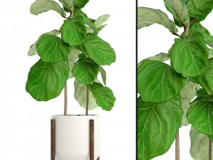 alberi di ficus lyrata Modello 3D