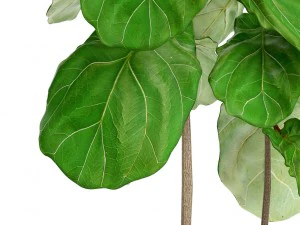 ficus lyrata trees 3D Model