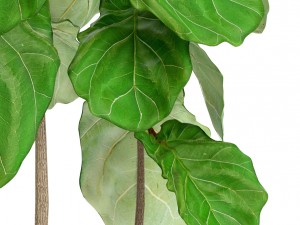 ficus lyrata trees 3D मॉडल