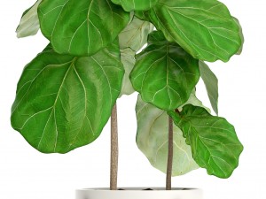 ficus lyrata trees 3D मॉडल