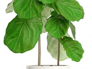 ficus lyrata trees 3D Model
